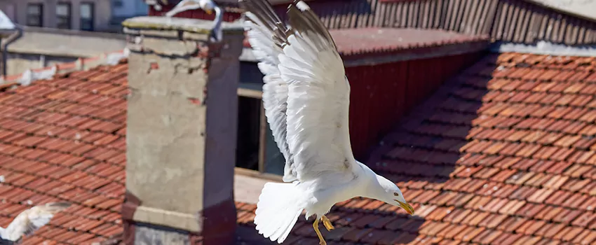Residential Chimney Animal Removal Solution in Amarillo, TX