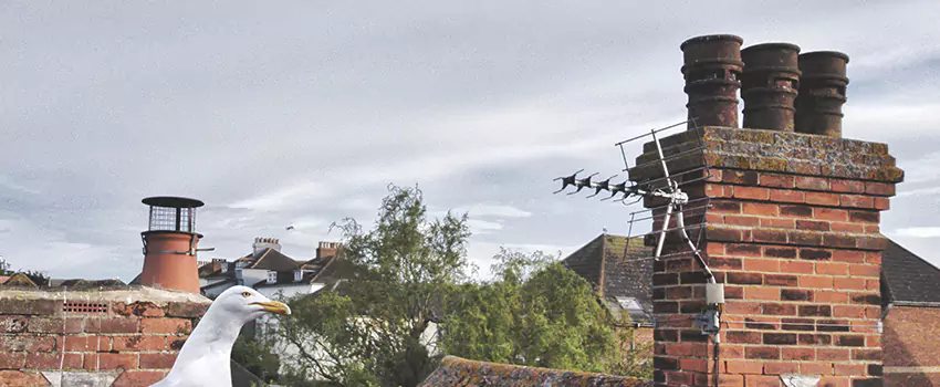 Chimney Cleaning And Restoration in Amarillo, Texas